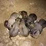 كلاب بلدي اعمارهم 7 ايام