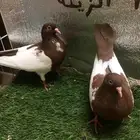 حمام قلاب انجليزي ( دنش ) مسوبع