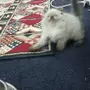 هملايا كيتن هاف بيكي 