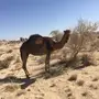 خميس مشيط