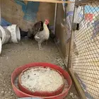 Two chickens with 9 chicks underneath Fayoumi and pure Arab
