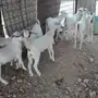 جفران العدد 10