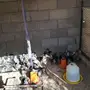 صوص فيومي اصل 