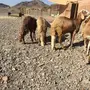 ذبيحتك لحد البيت 