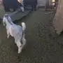 معزءعوارض او مشريك كلها متبيع على وحد 