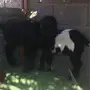 تيوس للبيع