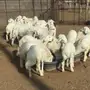 الباحه العقيق