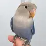 طير روز أليف معتمد على نفسه