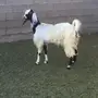 عنز دافع 