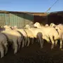 35بهم عماره 3 اشهر 