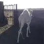 الباحه-العقيق