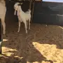 ثنو طيبه 