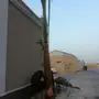 ابوزيدالتوريد جميع انوع النخيل