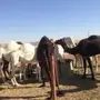 الابل البيع 