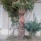 تكريب وشنطن شجريت قوس شجرة   تنظف غريس قلا وراكز شجرة