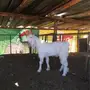 وادي لبن