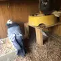 زوج ساكسون بطباته