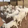 للبيع غنم حريات  في تمير