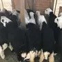 طليان  نجد   جذعان   23 رأس   