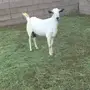 عنز بيشيه دافع