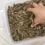 عود اريان طبيعي جبلي