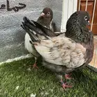 كينج امريكي