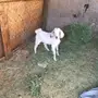 تيس لبني 
