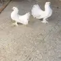 رقاص