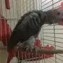 ببغاء افريقي 