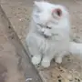 قط شيرازي مون فيس ذكر 