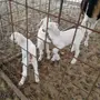 بيشيات صنف مع المراح كامل للبيع 