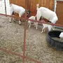 ي مدور الزين   بيشيات صنف