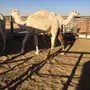 حشو - بكار طيبه سمان   العدد
