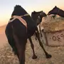 خلفه للبيع