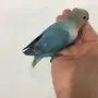 فراخ روز ( غر ) بلون جميل جدا