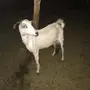معزا حليب