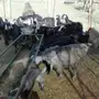 ماعز مشكله فيها عارضيه و بيشيه