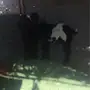 تيوس للبيع 