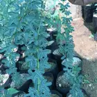 شتلات بريه طلح سدر سمر غاف وزينه تبدا من 1.5 ريال ونصف