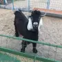 تيس عارضي مشروع فحل 