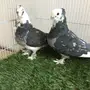 زوج حب رمان بمستوى طيب