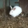ارانب بري وفرنسي للبيع