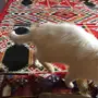 قطو شيرازي 