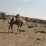 خلفه رباع منيح 