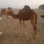 بكره حمراء للبيع 