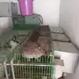 مشروع صغير للبيع تربيه أرنب البيع مستعجل 