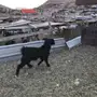 تيس جذع  ذبيحه