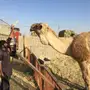 الرياض - فحل اشعل  