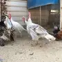 4 دياكه رومي طيبه