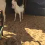 عنز خصم 